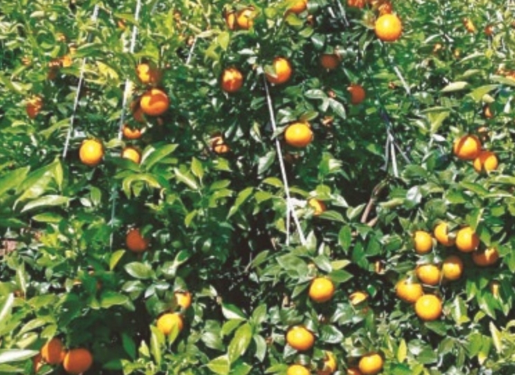 ���a(ch��n)�ľ��ЏV���m��(y��ng)�Ե����ͷ���